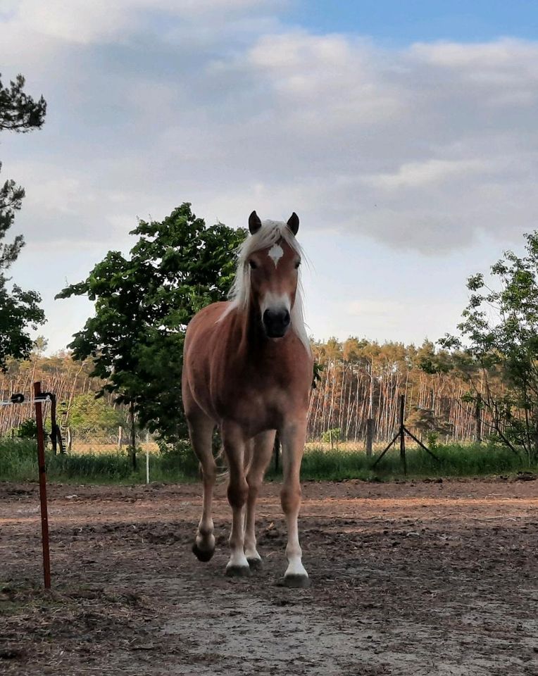 Haflinger Stute 2J. /wird groß in Arzberg