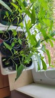 Paprika Pflanzen 1 € Niedersachsen - Auetal Vorschau