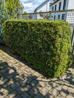 Buchsbaum Hecke Buxus Nordrhein-Westfalen - Hürth Vorschau