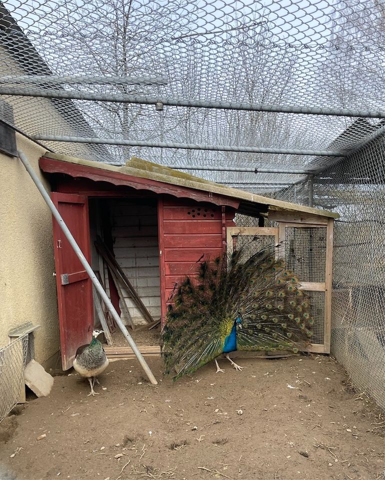 Blauer Pfau Hahn aus Naturbrut von Juli 2022 in Ludwigsburg