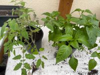 Tomaten- und Paprikapflanzen, Tausch gegen andere Nutzpflanzen Bayern - Üchtelhausen Vorschau