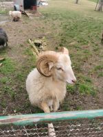 Quessantschaf Bock Baden-Württemberg - Maselheim Vorschau