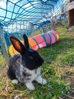 Süßes Kaninchen abzugeben Sachsen - Lohmen Vorschau