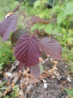 Haselnuss Busch Rotes Blatt Bayern - Roding Vorschau