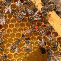 Ab Juni F1 Buckfast Bienen Königin junge Wirtschaftskönigin 24er Sachsen - Scheibenberg Vorschau