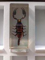 Sammel Insekten Skorpion Käfer Niedersachsen - Rühen Vorschau