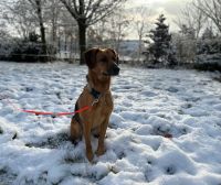 ❤️ LOLA: Toller Einzel-Hund sucht ihre Menschen ❤️ Niedersachsen - Helvesiek Vorschau