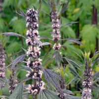 Herzgespann Hummelblume insektenfreundlich winterhart Berlin - Pankow Vorschau