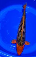 Japan Koi Hi Asagi 59 cm Baden-Württemberg - Weisweil Vorschau