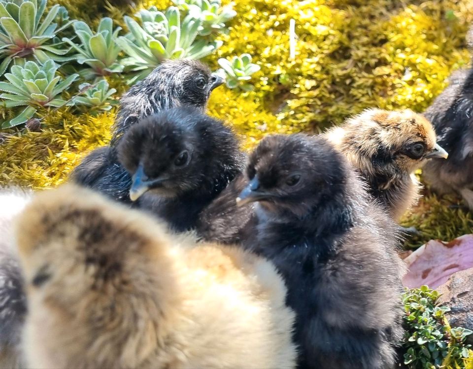 Zwergseidenhühner Küken Hühnerküken Huhn Hühner Seidenhühner in Neukirch