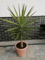 Palme 1,40cm hoch Brandenburg - Doberlug-Kirchhain Vorschau