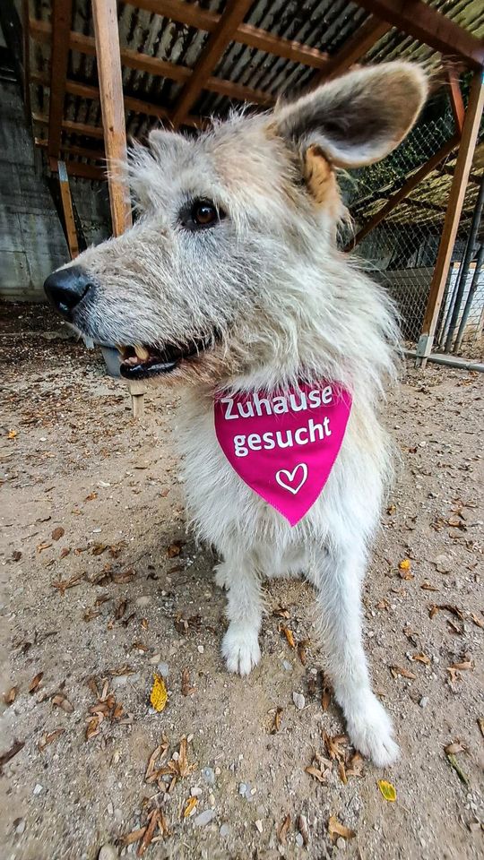 Socke sucht sein Zuhause in Rennertshofen