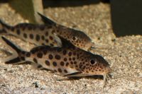 Synodontis grandiops " echter Kuckuckswels" Sachsen - Taura Vorschau