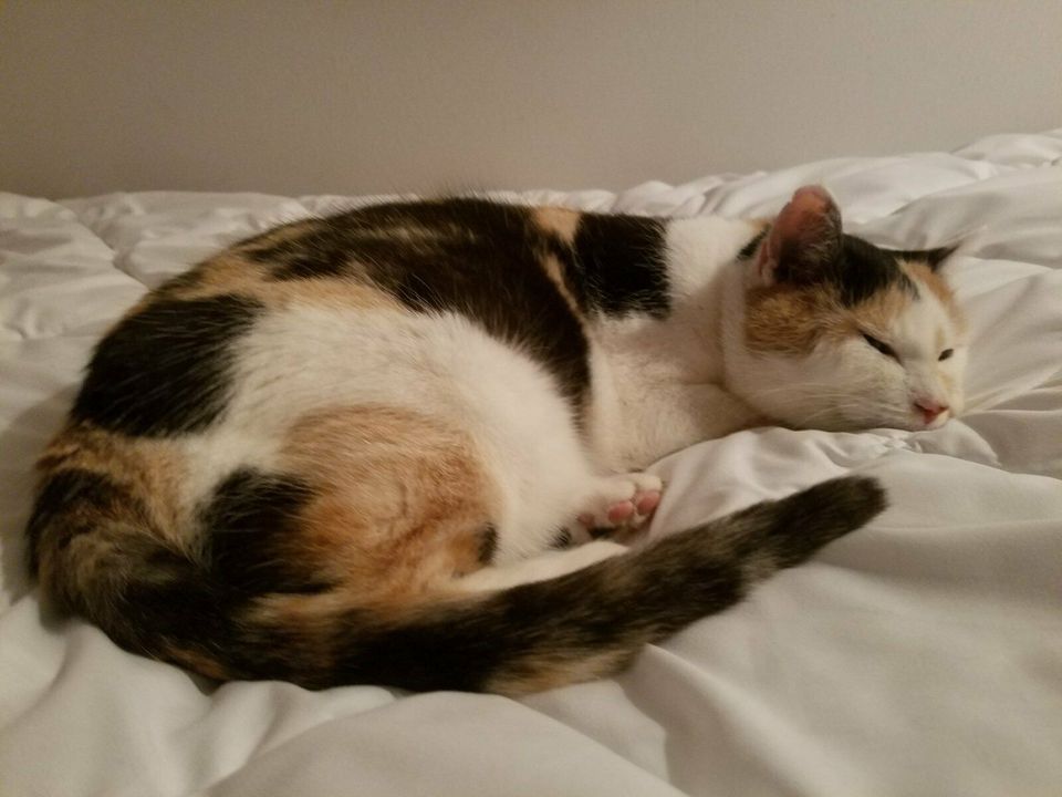 Katze Lio vermisst in Jena