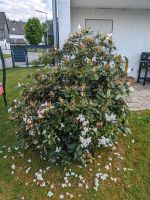 Rhododendron zu verschenken Nordrhein-Westfalen - Windeck Vorschau