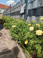 Tagetes / Studentenblumen Leipzig - Lindenthal Vorschau