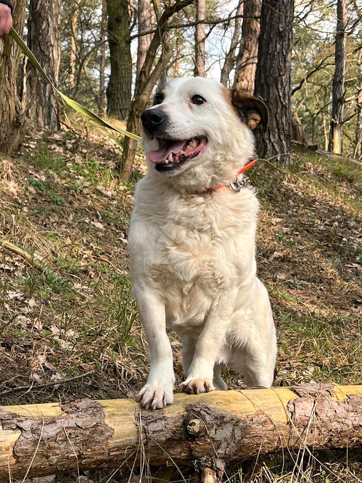 Dusty - kleiner Mann sucht großes Glück in Salzwedel