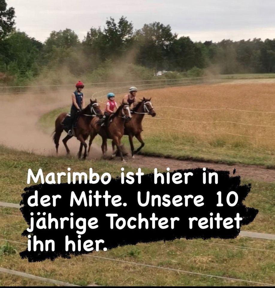 Pferd, Reitpferd, Freizeitpferd, deutsches Reitpony, Wallach in Sassenburg
