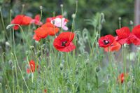 30 Samen Mohn-Mix,Biogarten,Ernte 2023,Bienenwiese Saarland - Großrosseln Vorschau