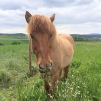 Reitbeteiligung für Islandpferd gesucht Rheinland-Pfalz - Tiefenthal Vorschau