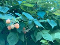 Himbeeren „Golden Queen“ gelb Himbeerpflanzen (Rubus idaeus) Bayern - Stein Vorschau