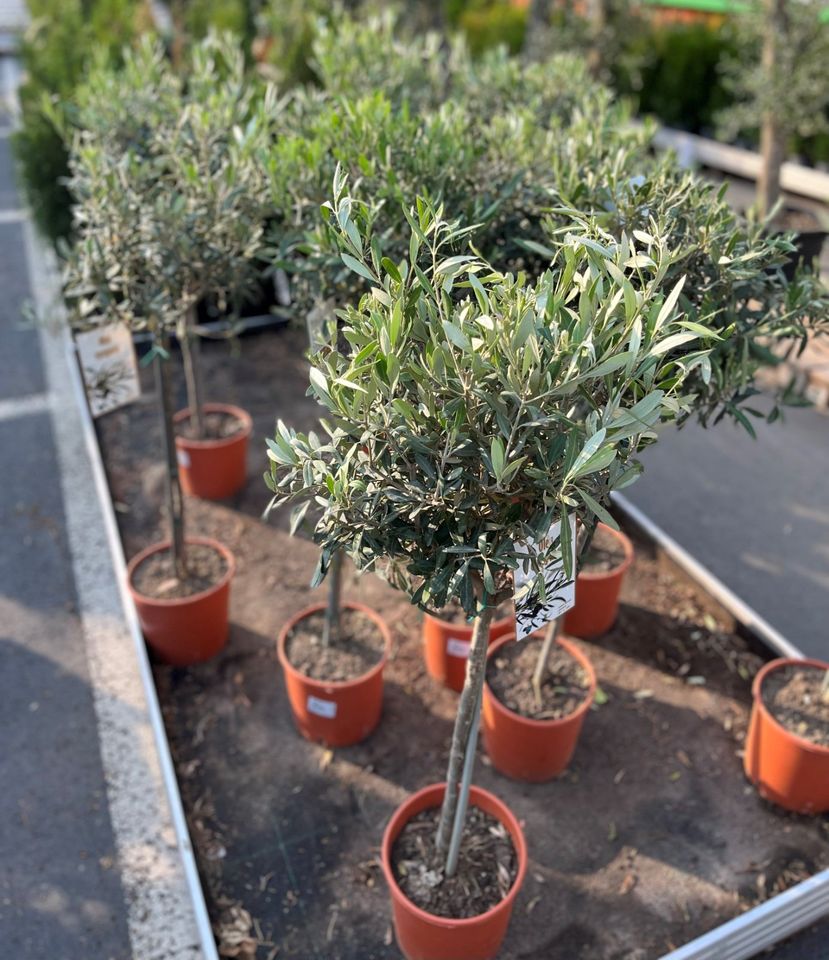 ✅NEU✅Olivenbaum Stamm Olive 80 - 180 cm Olea Europaea Baum 4 in Wiesloch