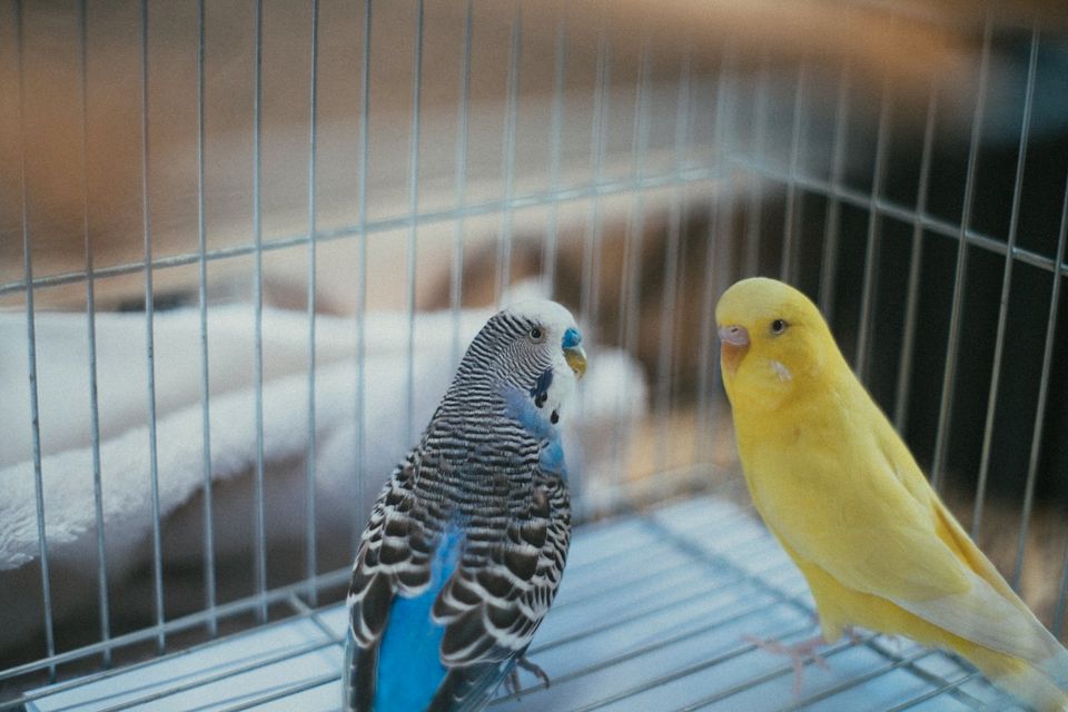 Tierbetreuung Tiersitter Urlaubsbetreuung Haustierbetreuung in Salzkotten