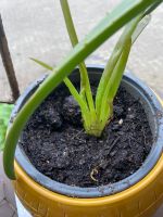 echte Aloe Vera Pflanze klein Schleswig-Holstein - Kaltenkirchen Vorschau