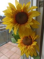 Sonnenblume künstlich Nordrhein-Westfalen - Kerpen Vorschau
