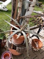 Aloevera   heilpflanze ca 40x 40 gross Bayern - Bad Füssing Vorschau