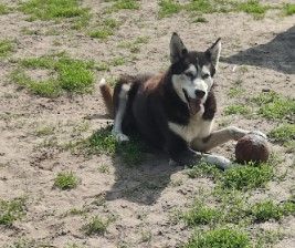 Happy Dogs - Spiel und Spaß - Hundetraining - Action für 4-Beiner in Uchte