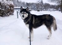 Sibirien Husky Niedersachsen - Seesen Vorschau