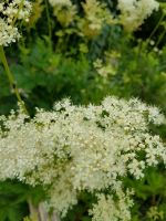 Mädesüß heimische Wildpflanze Bienen Tipp Teichrand robust Niedersachsen - Uelzen Vorschau