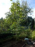 Walnussbaum, trägt bereits seit 2 Jahren, 10jährig Saarland - Wallerfangen Vorschau