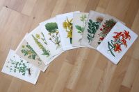9x Stiche Drucke Bilder Kunstdrucke Pflanzen Blumen Antik Hessen - Walluf Vorschau