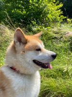 Akita Inu CHICCO sucht sein Zuhause Nordrhein-Westfalen - Nümbrecht Vorschau