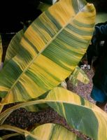 Musa Acuminata 'papua yellow' variegata Musa 25 frische Samen Bayern - Sulzbach-Rosenberg Vorschau