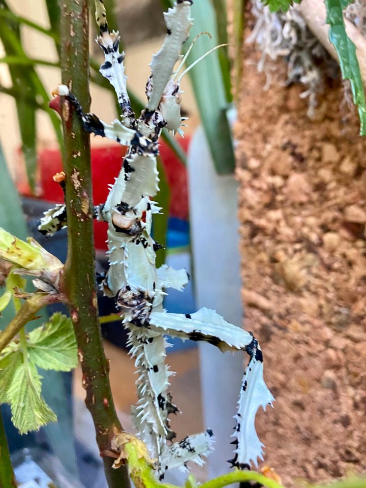 20 Eier Extatosoma tiaratum Lichen/Australische Gespenstschrecken in Dortmund