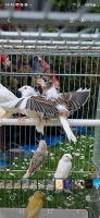 Kanarienvogel 40 Stück 2024 alles mit ringe Geschlossen 550 € Nordrhein-Westfalen - Bergheim Vorschau