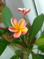 Plumeria Frangipani Tempelbaum rot/gelb blühend Zimmerpflanze Berlin - Köpenick Vorschau