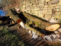 Walnussbaumstamm europäisch Baden-Württemberg - Rottenburg am Neckar Vorschau