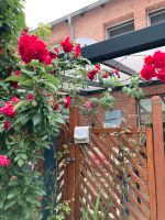 Kletterrose zu verkaufen Wandsbek - Hamburg Rahlstedt Vorschau