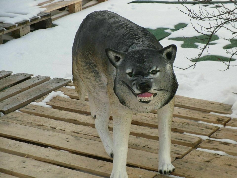 Wolf stehend lebensgroß, inkl. Versand, aus GFK, Neu in Wimmelburg