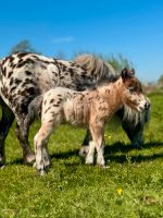 Mini Shetty Partpred Tigerschecke Appaloosa Kreis Pinneberg - Quickborn Vorschau