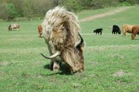 weibliche Highlands Highland-Rinder Highland Cattle Schleswig-Holstein - Westensee Vorschau