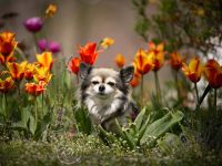 Hunde Fotoshooting / Fotografie Hund / Hundefotografin Berlin - Mitte Vorschau