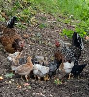 BE Bruteier Isländisches Landnahmehuhn, Icelandic Chicken Baden-Württemberg - Bad Rappenau Vorschau