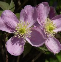 Berg Waldrebe Fragrant Spring 60-80cm - Clematis montana Niedersachsen - Bad Zwischenahn Vorschau