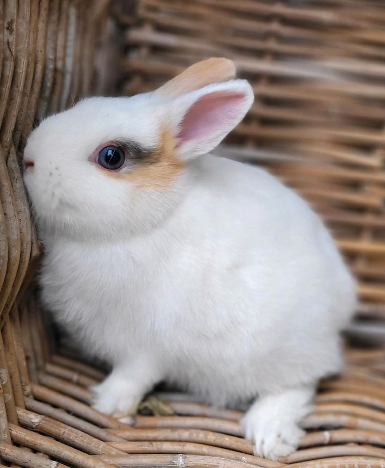 Minizwerg Kaninchen Paar abzugeben(geimpft) in Haßloch