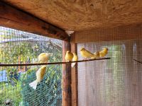 Kanarienvogel gelb Haube Hessen - Fulda Vorschau